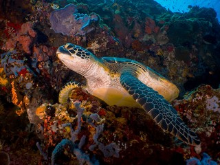 Greenturtle