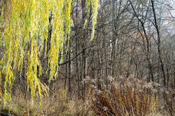 The leaves of the willow are yellow-green hanging on the branches of a tree in the autumn against the dark forest.