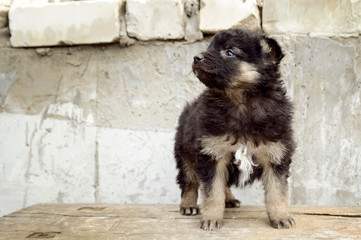 Little unhappy mongrel puppy on a neutral background.