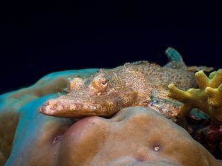 Crocodile Flathead Fish