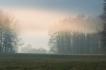 Obraz na płótnie Canvas Mgła unosząca sie nad leśną polaną