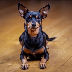 Dog dwarf pinscher is lying on wooden background. Trained dog.
