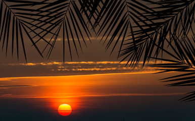 Fototapeta premium Sunset seen through silhouettes of palm branches