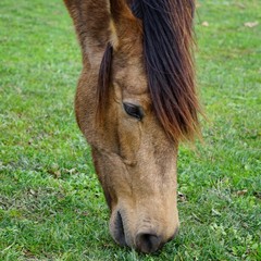 the beautiful brown horse portrait in the mountain