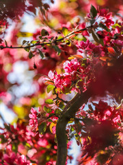 cherry blossom in spring