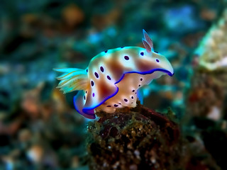 Nudibranch
