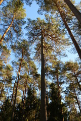 Fototapeta premium Im Wald