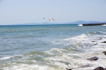 Fototapeta na wymiar Gull. Seagull hunting above the sea.
