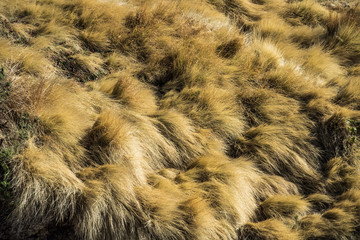 Äthiopien  - Sämen-Nationalpark - Blutbrustpaviane - Simien Mountains