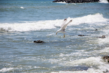 Gull. Seagull hunting above the sea.