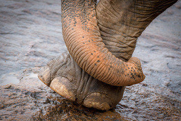 Słoń - noga słonia wraz z trąbą, niby tajemnica a wiadomo że to słoń