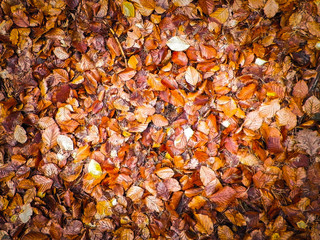 Golden autumnal leaves as nature background.