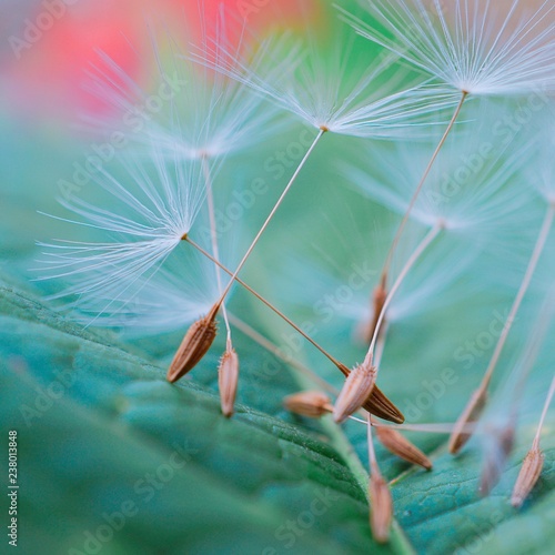 The Beautiful Abstract Dandelion Flower In The Garden In The