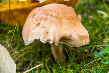 Mushroom in the nature