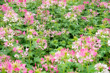beautiful flowers in outdoor horizontal composition