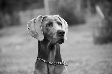 Weimaraner dog on the grass