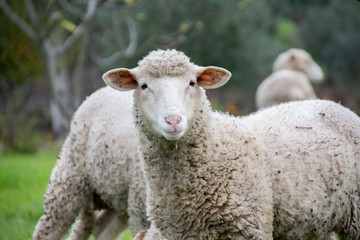 Young Sheep in the grass