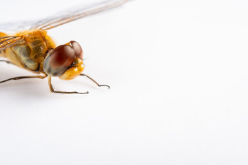 golden dragonfly close up on the head
