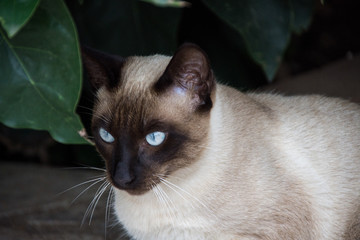 Cat with blue eyes