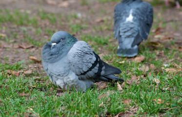 pigeon on the grass