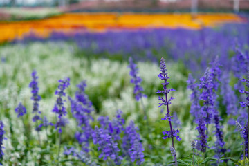 beautiful lavender filed in day time