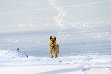 Naklejka premium Red dog on white snow near the river.