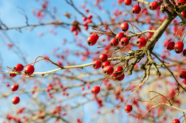 Red hawthorn berries against the blue sky.