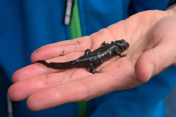Erschöpfter Molch wird nach Teichsanierung wieder in seinen Tümpel freigelassen und schwimmt davon