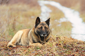 Adulet german shepgerd lies on the ground with a dry grass and foliage at countryside and attentively looks forward