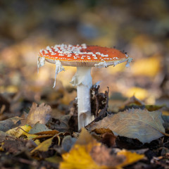 agaric in the forest