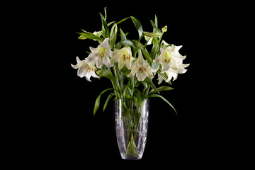 white lillies in vase on black background