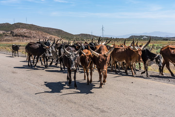 Äthiopien  - Zebu Rinder auf der Fahrt von Gheralta nach Lalibela