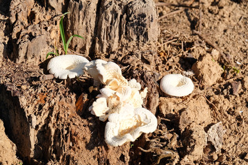 Mushroom on the Stump