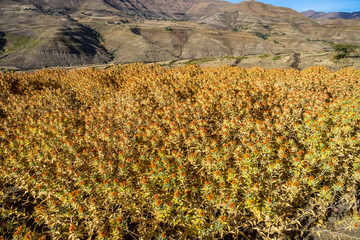 Äthiopien  - Färberdisteln auf der Fahrt von Gheralta nach Lalibela