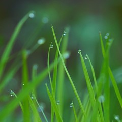 Fototapeta premium the green grass with raindrops in the garden in the nature