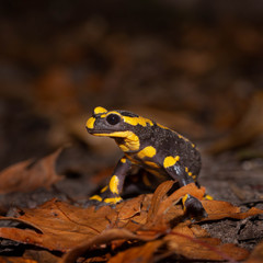 fire salamander