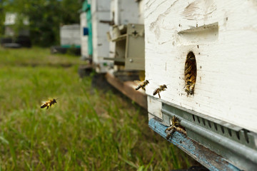 Bees fly to the hive and carry pollen one after the other in summer days