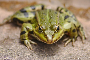 Großer grüner Grasfrosch lauert auf Beute wie Fliegen und andere Insekten