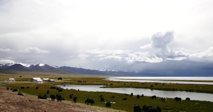 4k huge clouds mass rolling over lake namtso,tibet mansarovar,herdsman tent,a group of cow,Tibet's second largest lake,is the third largest saltwater lake in China.
