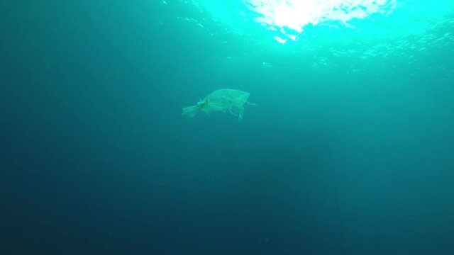 Plastic bag pollution underwater in ocean 