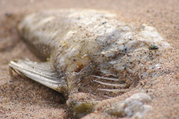Hungrige Wespen weiden einen toten Fisch am Strand aus - bis auf die Gräten, Schuppen und Flossen