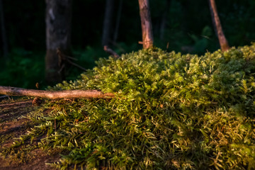 Beautiful green moss in the sunlight, moss closeup, macro. Moss grows on the tree, beautiful background of moss. place for text. Leaf on Moss, Moss autumn, forest moss, moss seeds, Nature,Wildlife