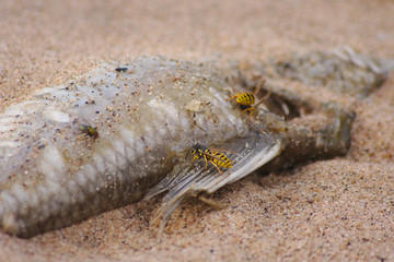 Hungrige Wespen weiden einen toten Fisch am Strand aus - bis auf die Gräten, Schuppen und Flossen