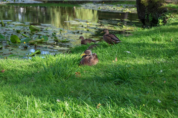 ducks in the pond