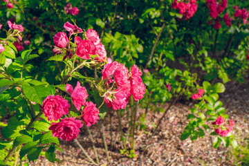 Bush of roses on bright summer day