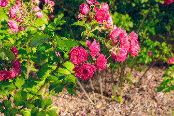 Bush of roses on bright summer day