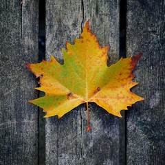 Obraz premium the beautiful brown tree leaves in the nature