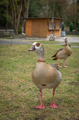 Portrait of an adult nile goose in the park