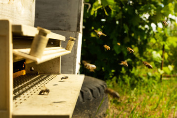 Bees fly to the hive and carry pollen one after the other in summer days