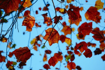 the beautiful red tree leaves in the nature